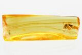 Detailed Fossil Long-Legged Fly (Dolichopodidae) in Baltic Amber #381486-1